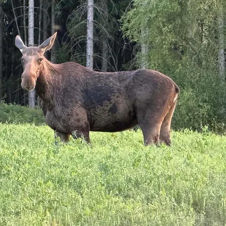 Campsite Sjarmerende Campinghytte I Skogen